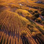 Napa Harvest Season: What Wine Country Actually Does to Sugar Arrangements (From Someone Who's Done It Wrong and Right) Aerial view of Napa Valley vineyards during golden hour autumn harvest season, rows of grapevines st