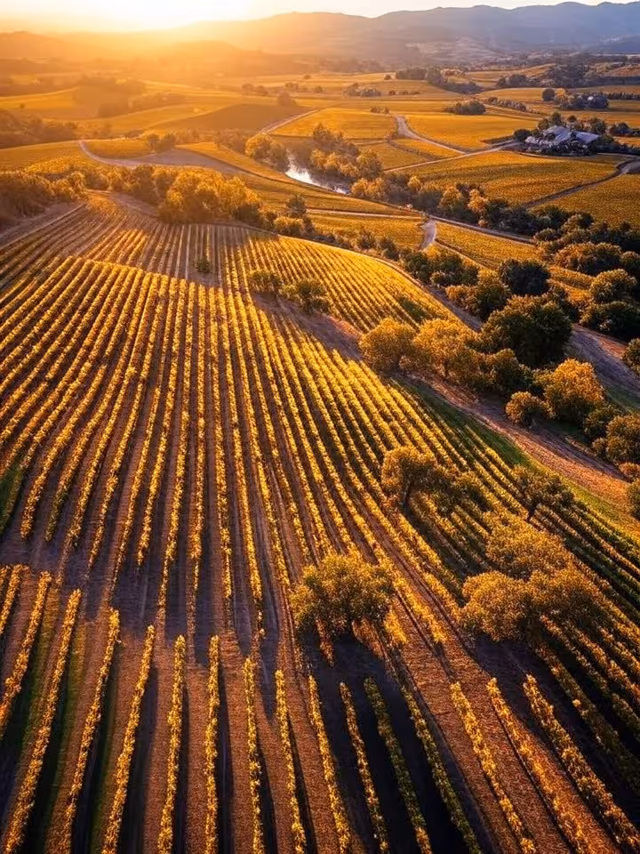 Aerial view of Napa Valley vineyards during golden hour autumn harvest season, rows of grapevines st